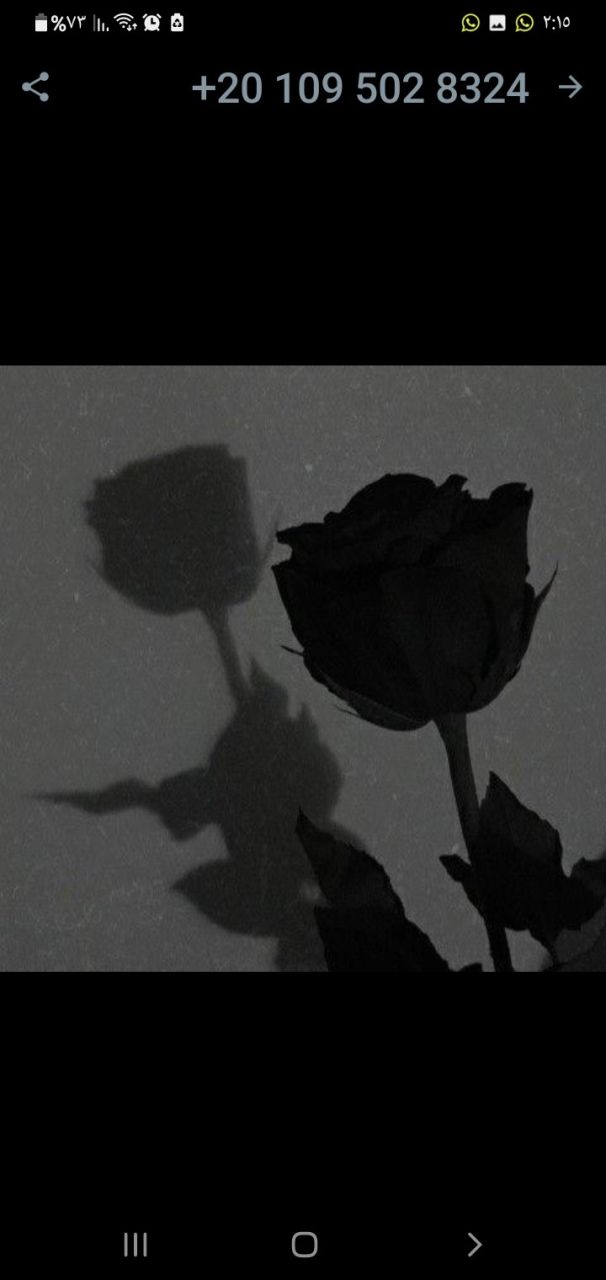 شهرزاد احمد