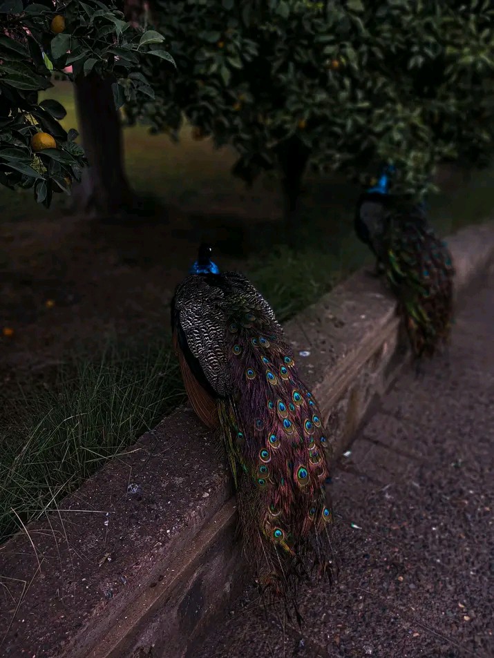 جدتي وصالح والمامون وكمال